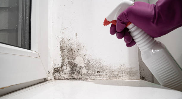 Best Water damage repair service  in Brooklyn Park, MN